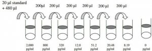 Human ErbB2 / HER2 ELISA Kit RAB0173-1KT
