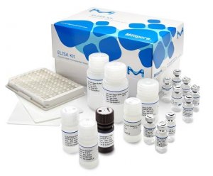 Human GIP (total) ELISA 