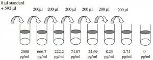 Mouse SCF ELISA Kit RAB0329-1KT