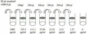 Mouse TIMP-1 ELISA Kit RAB0468-1KT