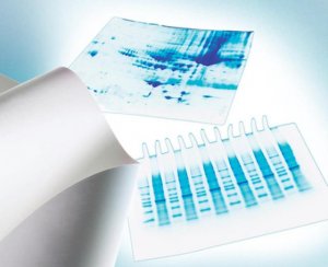 Immobilon-P PVDF Membrane IPVH00010