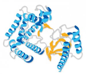 Protein A, HRP conjugate 18-160