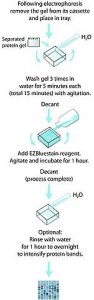 EZBlue Gel Staining Reagent 