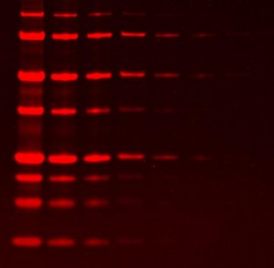 EZFluor 1-step Fluorescent Protein Gel Stain (1L) 