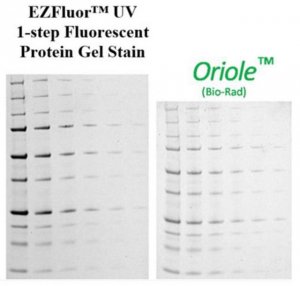 EZFluor UV 1-step Fluorescent Protein Gel Stain (1L) 