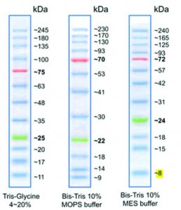 BLUeye Prestained Protein Ladder 