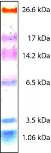 Color Marker Ultra-low Range (M.W. 1,060-26,600) 