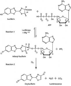 Adenosine 5-triphosphate (ATP) assay mix 
