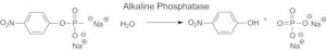 Alkaline Phosphatase Diethanolamine Activity Kit AP0100-1KT