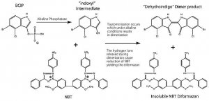 BCIP/NBT-Blue Liquid Substrate System for Membranes 