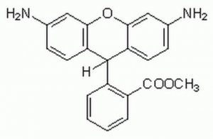 Dihydrorhodamine 123 - CAS 109244-58-8 - Calbiochem 