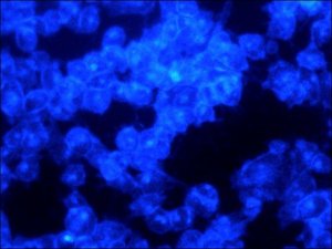 Filipin III from Streptomyces filipinensis 