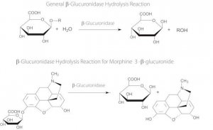 -Glucuronidase from Helix aspersa (garden snail) 