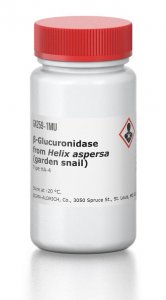 -Glucuronidase from Helix aspersa (garden snail) 