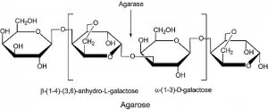Agarase from Pseudomonas atlantica 