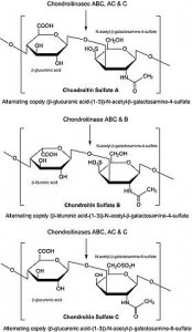 Chondroitinase ABC from Proteus vulgaris 