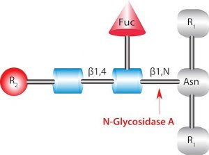 Glycopeptidase A from almonds 