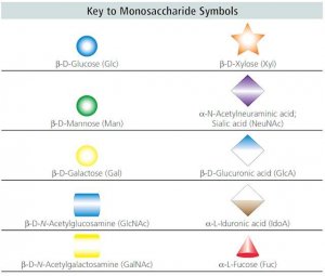 O-Glycosidase from Streptococcus pneumoniae 