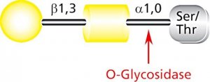 O-Glycosidase from Streptococcus pneumoniae 