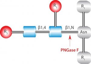 PNGase F from Elizabethkingia meningoseptica 