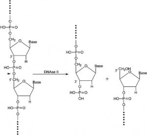 Deoxyribonuclease II from bovine spleen 