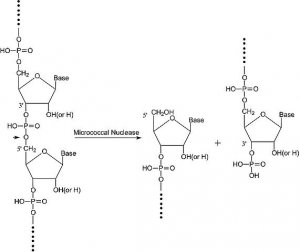 Nuclease micrococcal from Staphylococcus aureus 