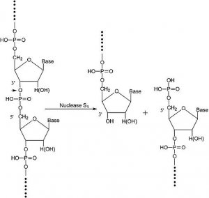 Nuclease S1 from Aspergillus oryzae N5661-50KU