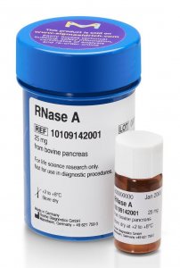 RNase A 