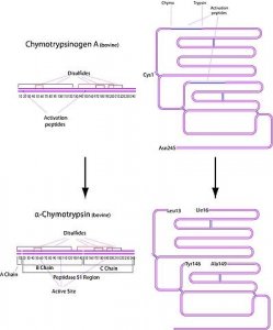-Chymotrypsin from bovine pancreas 