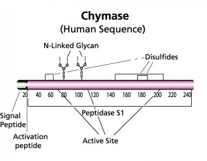 Chymase human 