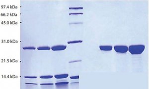 Chymotrypsin from human pancreas SRP6509-100UG