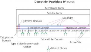 Dipeptidyl Peptidase IV human 