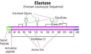 Elastase from human leukocytes 