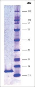 HIV Protease, His tagged,recombinant from HIV-1 SRP2152-10UG