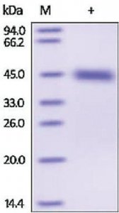 Kallikrein-1 human SRP6420-10UG