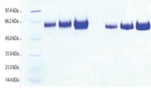 Kininogen,LMW from human plasma SRP6319-100UG