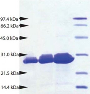 Proteinase 3 from human neutrophils SRP6309-25UG