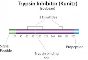 Trypsin inhibitor from Glycine max (soybean) 