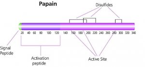 Papain from papaya latex 