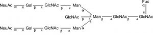 SILuCarb Glycan Standard 13C Biantennary bA2F 2xSial(Alpha-2,6) 