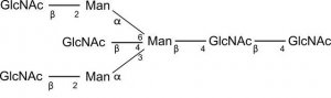 SILuCarb Glycan Standard 13C Biantennary bG0 