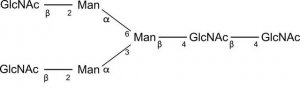SILuCarb Glycan Standard 13C Biantennary G0 
