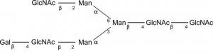 SILuCarb Glycan Standard 13C Biantennary G1(3) 