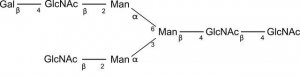SILuCarb Glycan Standard 13C Biantennary G1(6) 