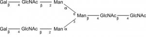 SILuCarb Glycan Standard 13C Biantennary G2 