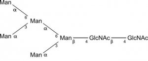 SILuCarb Glycan Standard 13C Paucimannose Man5 