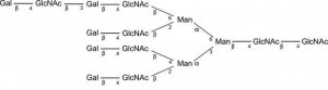 SILuCarb Glycan Standard 13C Tetraantennary A4G4-LacNAc 