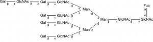 SILuCarb Glycan Standard 13C Tetraantennary A4G4F-LacNAc 