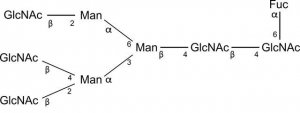 SILuCarb Glycan Standard 13C Triantennary G0F 