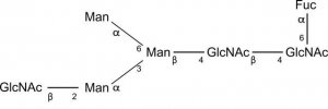 SILuCarb Glycan Standard 13C truncated MGn(3)F 